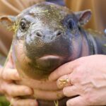 Le nouveau bébé hippopotame pygmée du zoo de Berlin est déjà une star (mais malheureusement, il ne sera jamais libre)