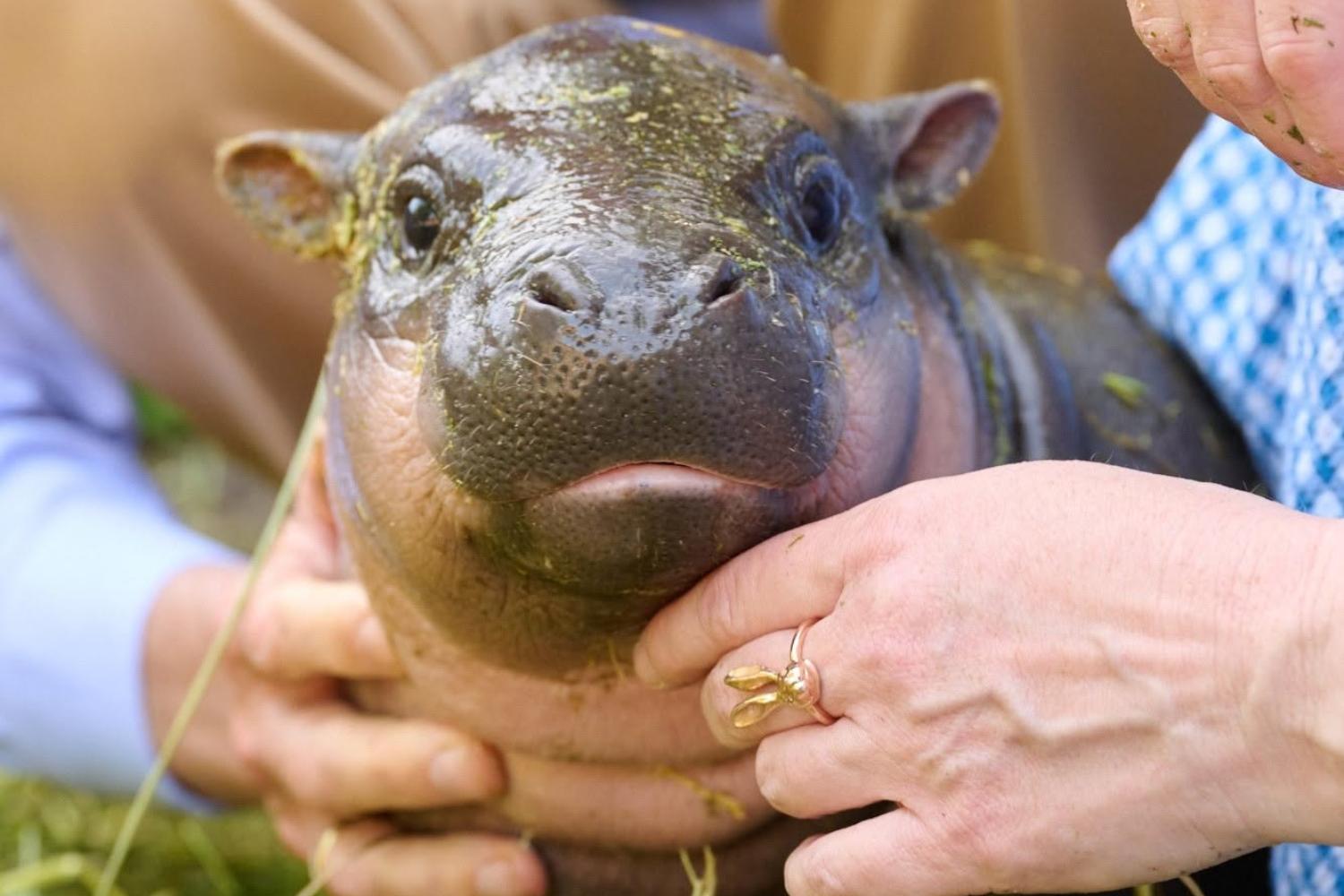 Ippopotamo zoo