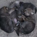 Quatre louveteaux nés au coeur du parc des Abruzzes: la photo des petits dormant « enlacés » est passionnante