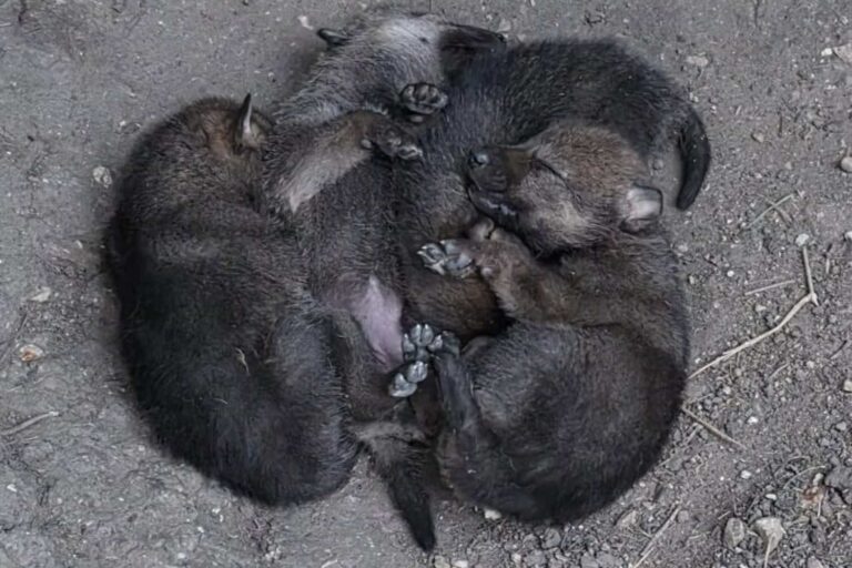 Quatre louveteaux nés au coeur du parc des Abruzzes: la photo des petits dormant « enlacés » est passionnante