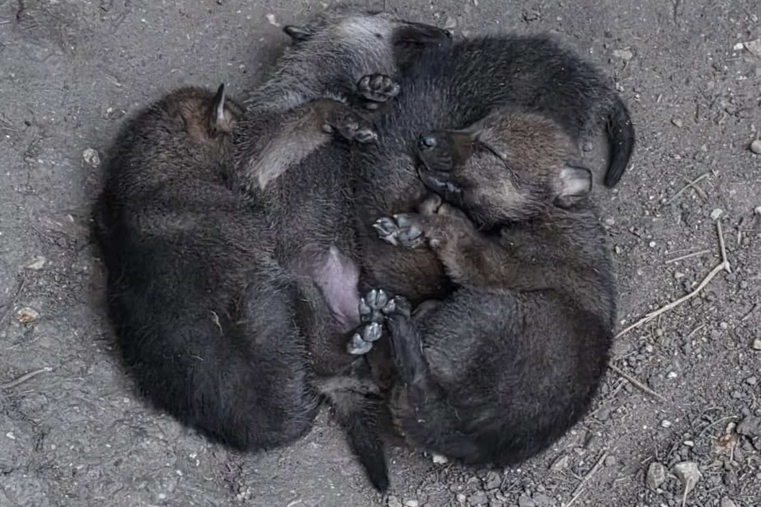 Cuccioli lupo