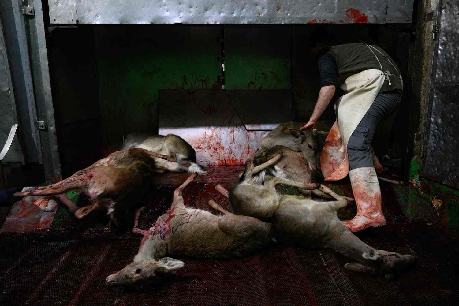 cerf