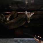 Cerfs sauvages abattus dans la souffrance : la vidéo et les images choquantes qui ont secoué l'Espagne