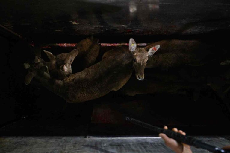 Cerfs sauvages abattus dans la souffrance : la vidéo et les images choquantes qui ont secoué l'Espagne