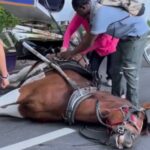 Un cheval meurt au soleil en tirant une calèche à Central Park, le maire de New York : « assez d'exploitation »