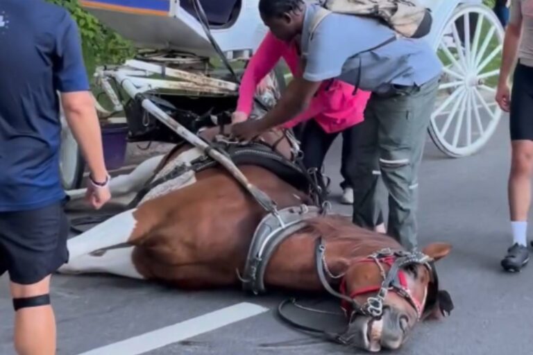 Un cheval meurt au soleil en tirant une calèche à Central Park, le maire de New York : « assez d'exploitation »