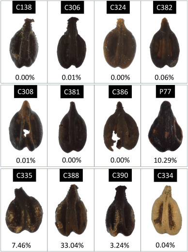 pépins de raisin anciens