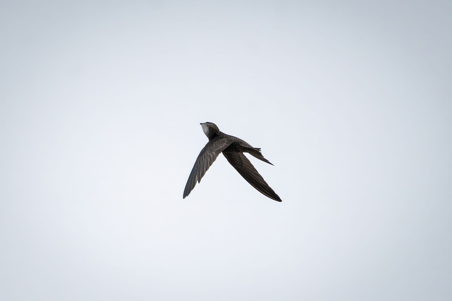 Rondone