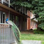 Non seulement Punta Marina, ce quartier de Milan est également envahi par les paons : plus de 30 vivent en liberté parmi les cours, les crèches et les bâtiments