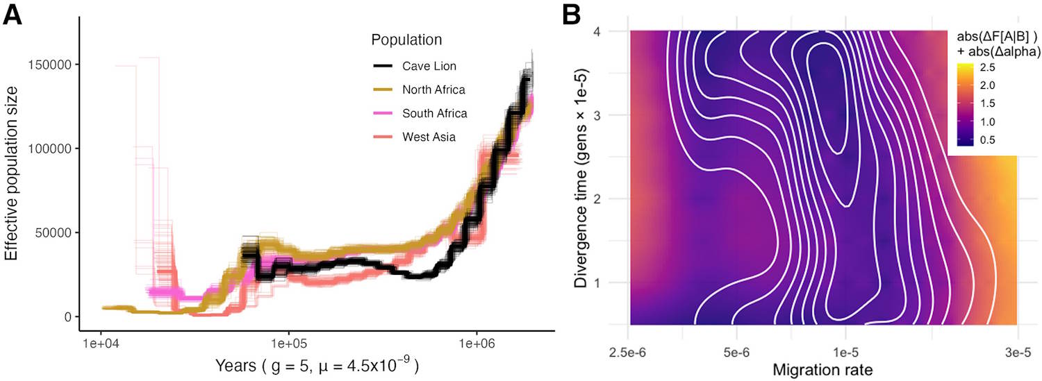 Étude sur l'extinction des lions des cavernes