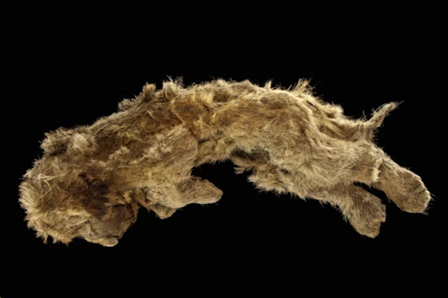 Étude sur l'extinction des lions des cavernes