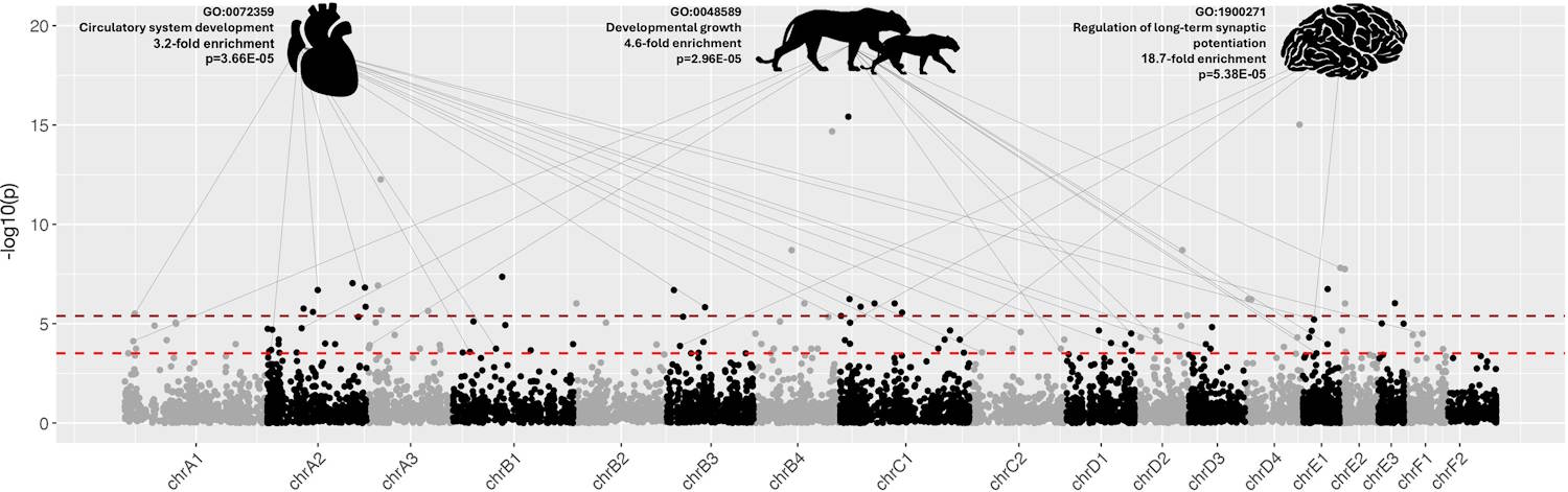 Étude sur l'extinction des lions des cavernes