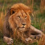 Les lions des cavernes se sont séparés des lions modernes beaucoup plus tôt qu'on ne le pensait, révèle une ancienne étude ADN
