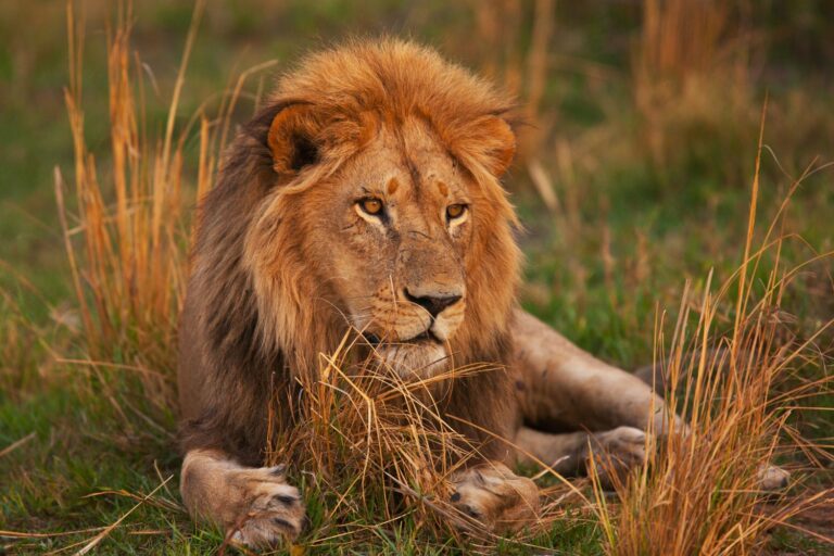 Les lions des cavernes se sont séparés des lions modernes beaucoup plus tôt qu'on ne le pensait, révèle une ancienne étude ADN