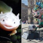 Tout le monde est fou de l'axolotl mais le « monstre » aquatique, mascotte de la Coupe du monde 2026, est à un pas de l'extinction