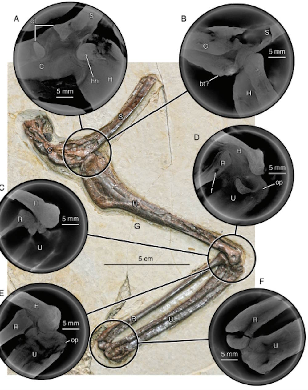 nouveau vélociraptor de Chine dinosaure