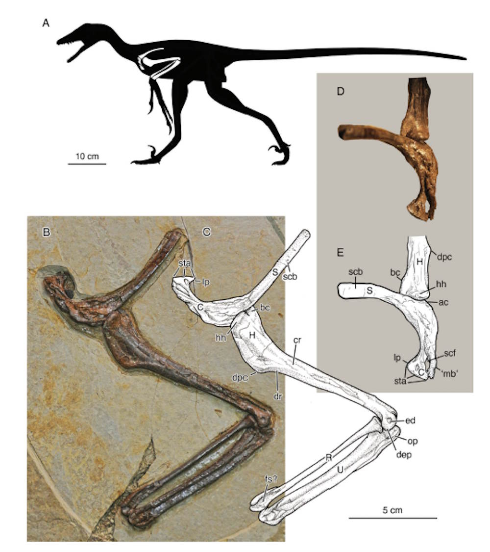 nouveau vélociraptor de Chine dinosaure