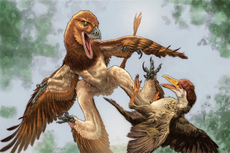 Des scientifiques ont découvert un nouveau dinosaure en Chine, il s'agit d'un « dragon à quatre ailes »