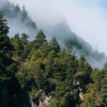 Les arbres pourraient absorber moins de CO2 qu’on ne le pensait : l’étude qui change tout