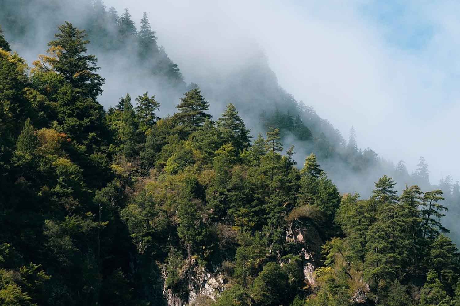 foreste