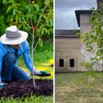Piantaman, le « super-héros » masqué qui transforme les parterres de fleurs et les ronds-points abandonnés en jardins publics (en semant des fleurs et des légumes)