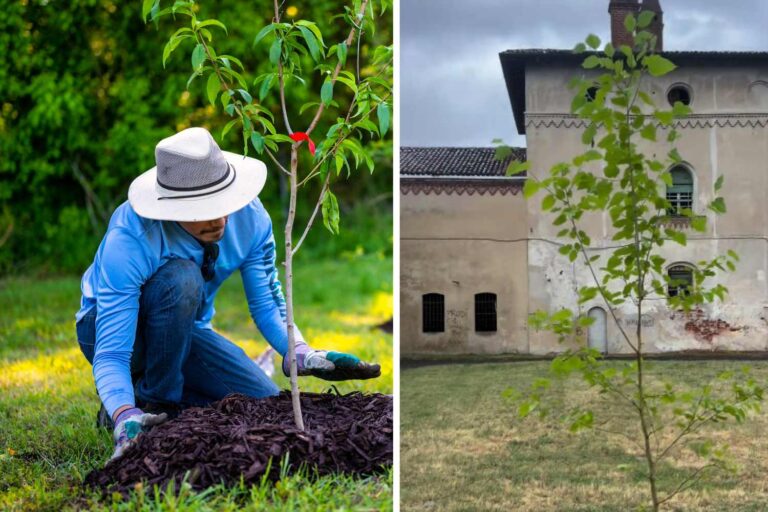 Piantaman, le « super-héros » masqué qui transforme les parterres de fleurs et les ronds-points abandonnés en jardins publics (en semant des fleurs et des légumes)