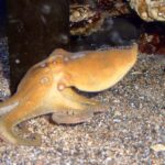 Des poulpes extraordinaires ! Ils sont capables d'utiliser des miroirs pour trouver des proies cachées : l'étude qui réécrit leur intelligence