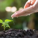 Biochar, le retour d'une technique ancienne pour améliorer les sols et lutter contre la désertification