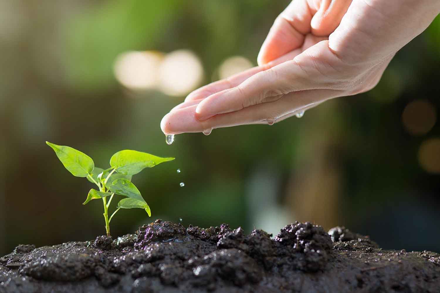 agricoltura