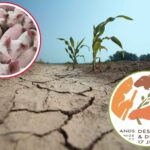 La sécheresse cachée derrière notre assiette : ainsi l'élevage et l'agriculture intensive assèchent les territoires