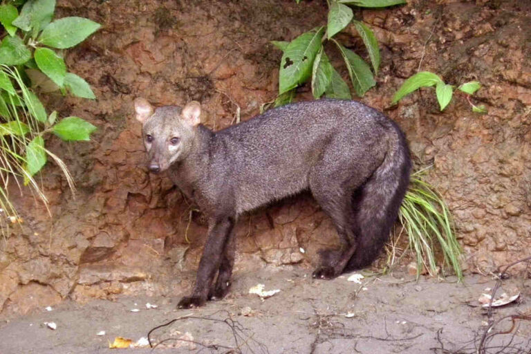 L'identité du mystérieux « chien fantôme » de l'Amazonie révélée : la vérité après des décennies de légendes