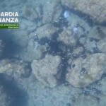 Plus de 5 000 oursins sauvés des braconniers et rejetés à l'eau : maxi opération de la Guardia di Finanza dans les Abruzzes