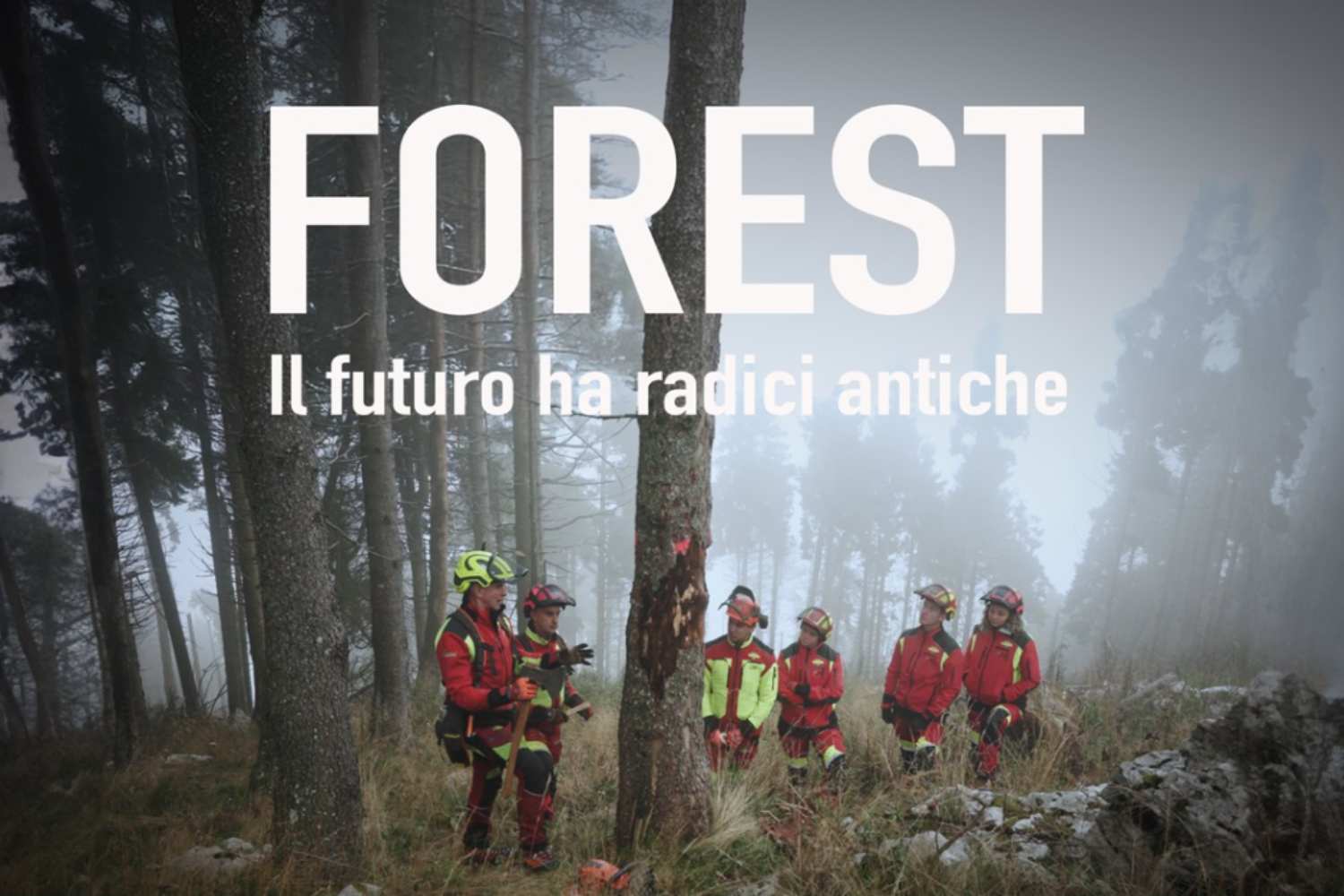 Forest documentario 2