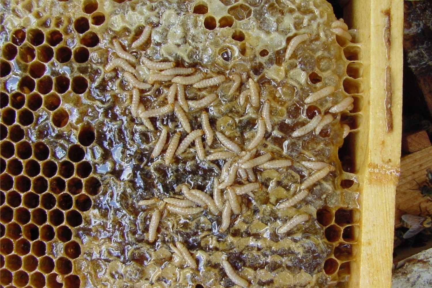 Larves d'Aethina tumida