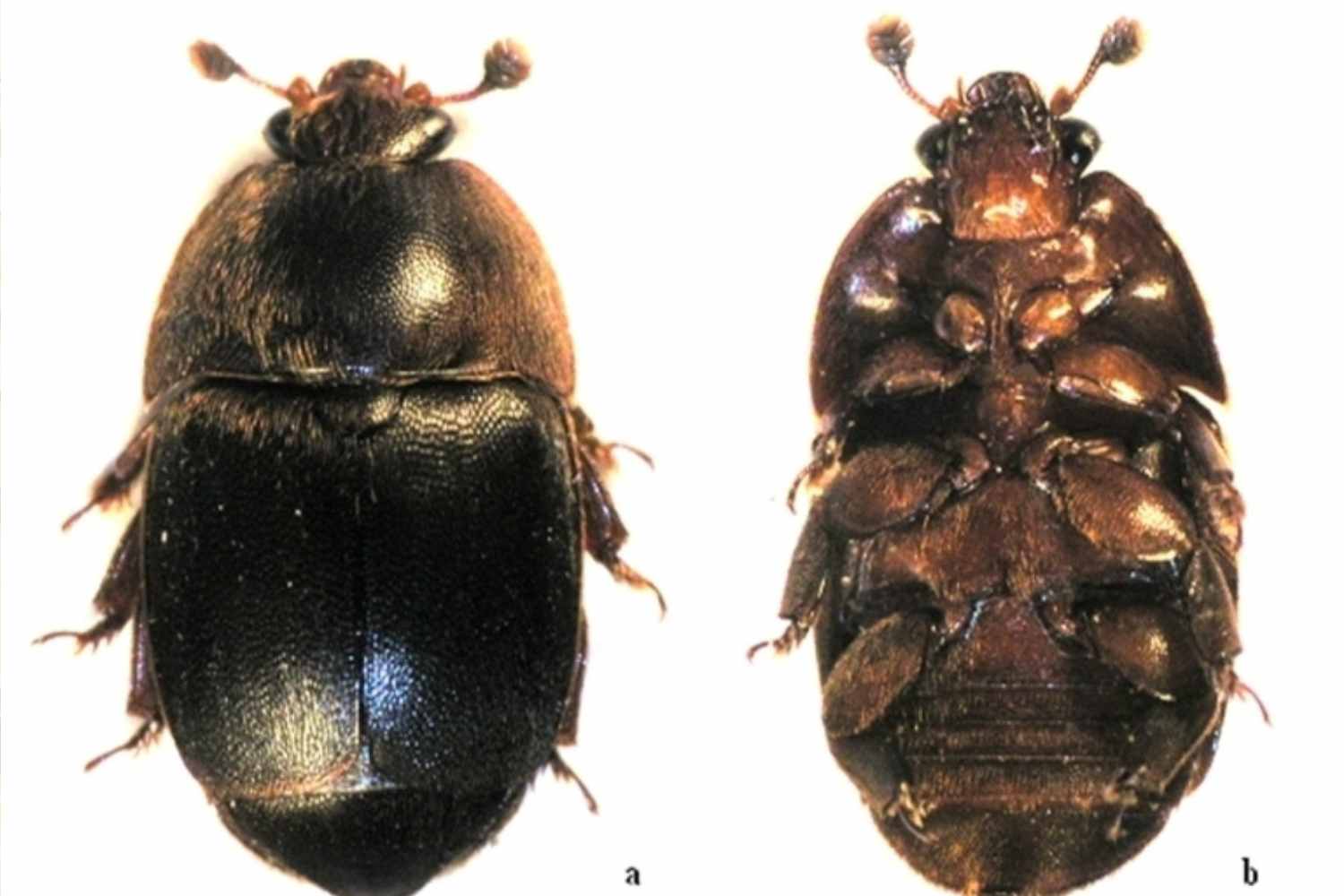 Aethina tumida