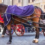 Rome vers l'adieu aux tonneaux : le Campidoglio veut convaincre les chauffeurs d'abandonner les chevaux (et de passer aux taxis)