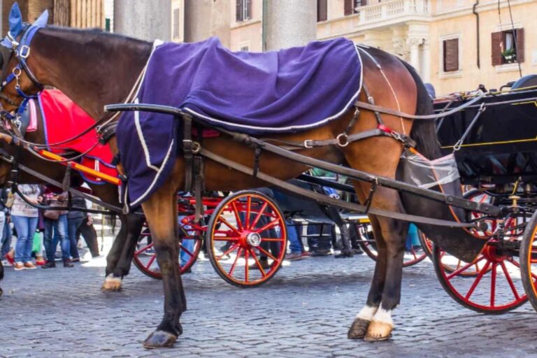 Rome vers l'adieu aux tonneaux : le Campidoglio veut convaincre les chauffeurs d'abandonner les chevaux (et de passer aux taxis)