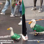 La véritable mascotte de la Coupe du Monde ? C'est Merlin, le canard porte-bonheur du Mexique qui se promène avec le maillot de l'équipe nationale (et fait des pronostics)