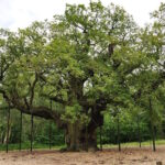L'arbre le plus célèbre du monde est mort : le chêne millénaire de Robin des Bois n'a pas résisté à la crise climatique et au tourisme de masse