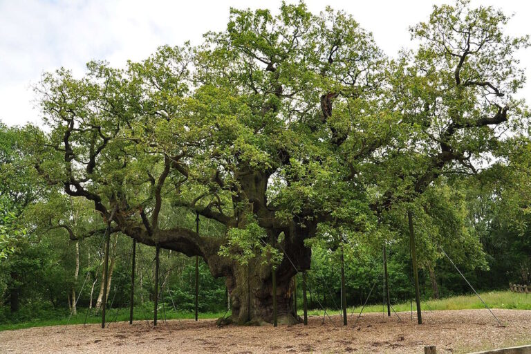 L'arbre le plus célèbre du monde est mort : le chêne millénaire de Robin des Bois n'a pas résisté à la crise climatique et au tourisme de masse