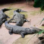 Folie dans un zoo anglais : il pousse un garçon de 3 ans dans l'enclos des crocodiles, le petit est très sérieux