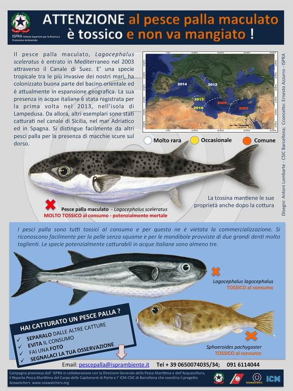Poisson-globe 2
