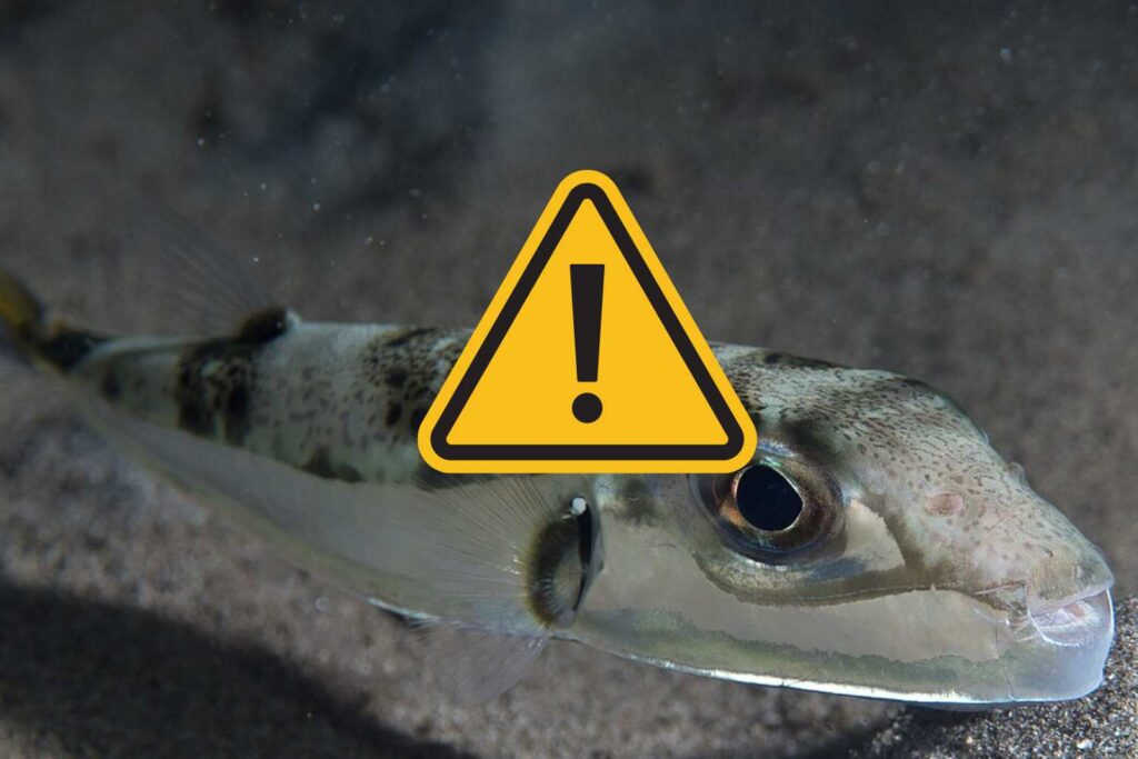 pesce palla invasivo