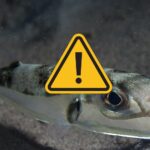 Alarme pour l'invasion du poisson-ballon en Méditerranée, cela peut être mortel (même pour l'homme) : que faire en cas de morsure