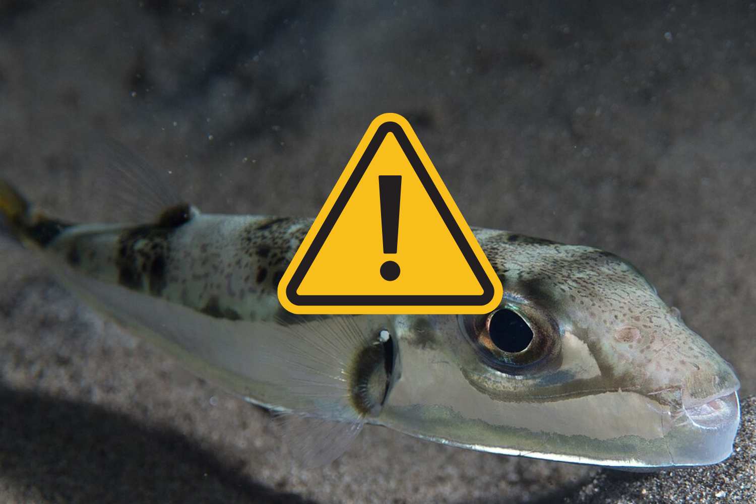 pesce palla invasivo