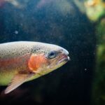 Ce pays a réintroduit près de 4 millions d'animaux dans la nature en un an seulement : un plan de repeuplement faunique sans précédent