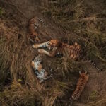 Comme c'est merveilleux ! Un tigre s'occupe des petits d'une autre femelle : les scientifiques ont documenté une scène jamais vue auparavant, qui soulève de nombreuses questions