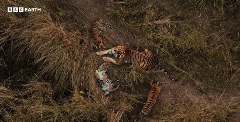 Comme c'est merveilleux ! Un tigre s'occupe des petits d'une autre femelle : les scientifiques ont documenté une scène jamais vue auparavant, qui soulève de nombreuses questions