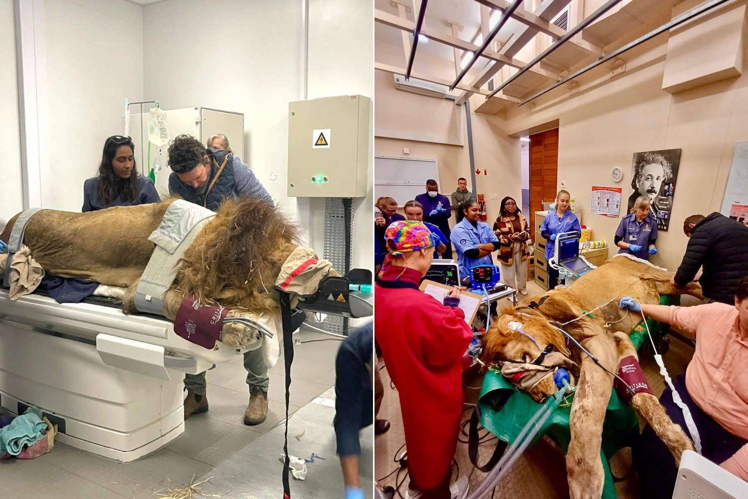 Leone ospedale