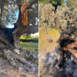 Le chêne vert de Belmonte incendié : un incendie criminel ravage l'arbre monumental de plus de 600 ans (parmi les plus anciens de Toscane)